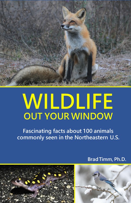 Picture of the book jacket cover to "Wildlife Out Your Window"