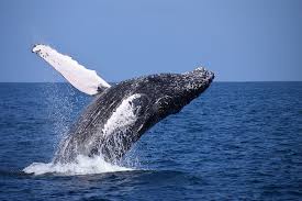 Picture of a whale breaching the surface of the water