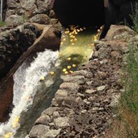 Duck Race