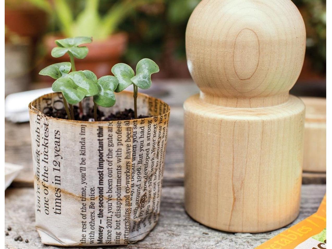 Picture of a succulent in a pot made from newspaper