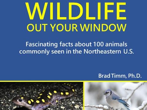 Picture of the book jacket cover to "Wildlife Out Your Window"