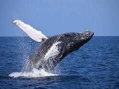 Picture of a whale breaching the surface of the water