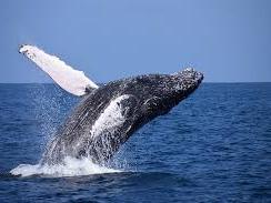 Picture of a whale breaching the surface of the water